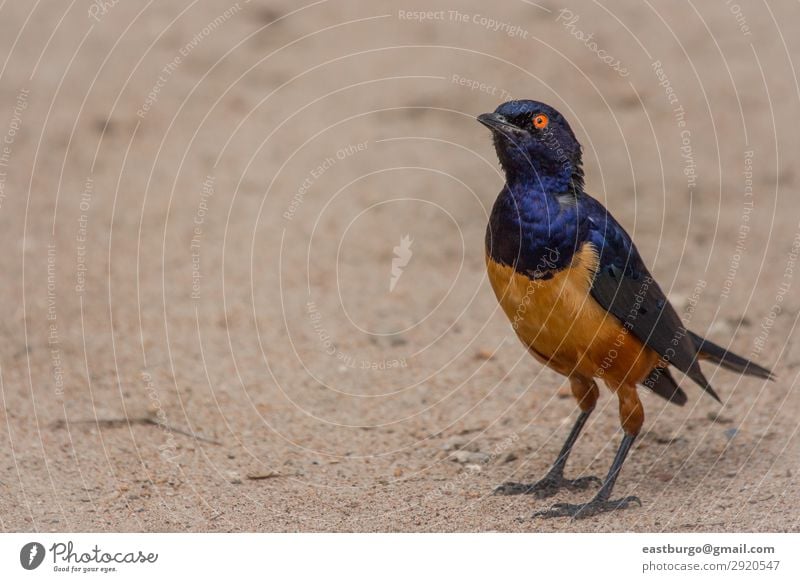 Ein farbenfroher Superb Star in Tansania schön Ferien & Urlaub & Reisen Abenteuer Safari Umwelt Natur Tier Baum Gras Park Wildtier Vogel hell wild blau gelb