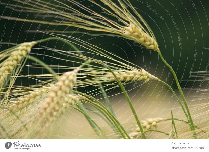 Gerste II Ähren Pflanze Feld Getreide