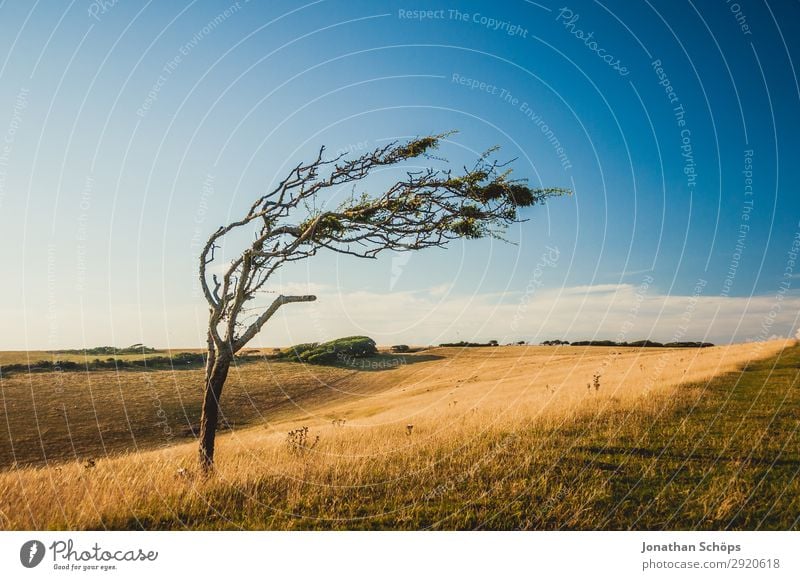 kahler schiefer Baum auf Feld in Südengland Umwelt Natur Landschaft Pflanze Urelemente Wasser Himmel Klima Klimawandel Wetter Schönes Wetter Wind Küste