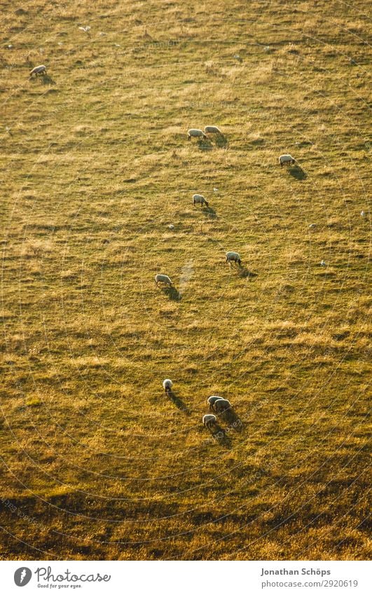 Schafherde in der Abendsonne auf dem Feld Landwirtschaft Tier Nutztier England Großbritannien Sussex Wiese Weide Nahrungssuche Bauernhof Natur natürlich