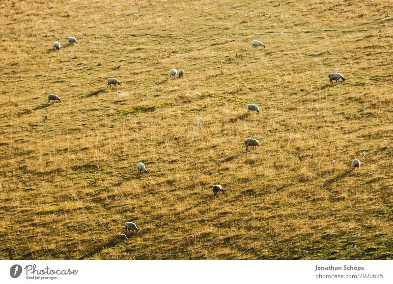 Schafherde in der Abendsonne auf dem Feld Landwirtschaft Tier Nutztier England Großbritannien Sussex Wiese Weide Nahrungssuche Bauernhof Natur natürlich