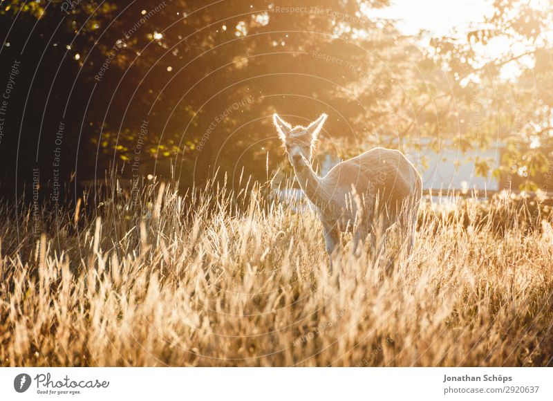 Lama im Feld in der Abendsonne Natur Landschaft Schönes Wetter Tier Nutztier 1 frei England Großbritannien Wildnis braun Gegenlicht Idylle ruhig friedlich