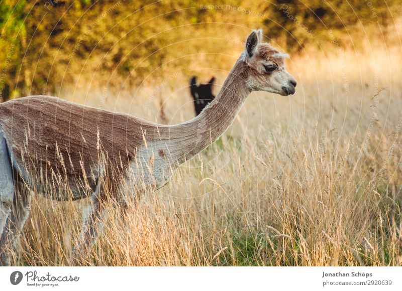 Lama im Feld in der Abendsonne Natur Landschaft Schönes Wetter Tier Nutztier 1 frei England Großbritannien Wildnis braun Idylle ruhig friedlich harmonisch