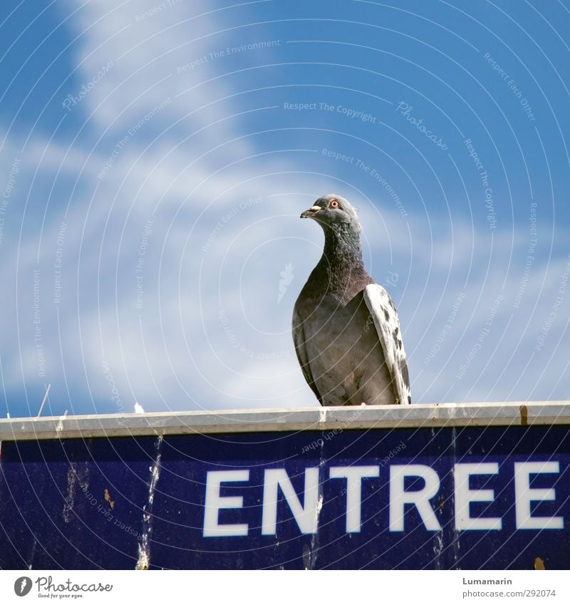 Concierge Umwelt Himmel Wolken Tier Wildtier Vogel Taube 1 Zeichen Schriftzeichen Schilder & Markierungen sitzen dreckig oben Stadt Eingang Pförtner Wachsamkeit