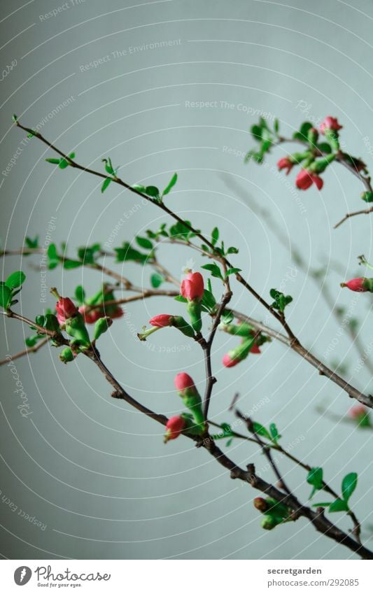 it's a rainy day. Häusliches Leben Wohnung Frühling Pflanze Blatt Blüte Grünpflanze Blühend Duft dunkel frisch schön grau grün rosa Vorfreude zögern