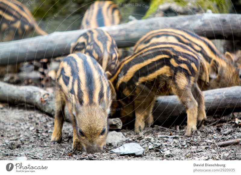 Schnupperkurs Natur Erde Wald Tier Wildtier Fell Tiergruppe Herde Tierjunges braun gelb schwarz Fressen Wildschwein Paarhufer Schweinefleisch Schweinerei