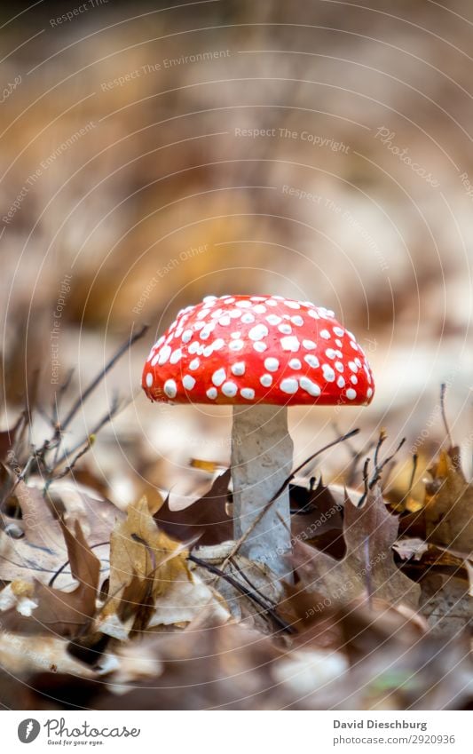 Fliegenpilz Natur Landschaft Frühling Sommer Herbst Schönes Wetter Pflanze Wildpflanze Garten Park Wiese Wald Urwald braun gelb rot weiß Hochformat Gift Pilz