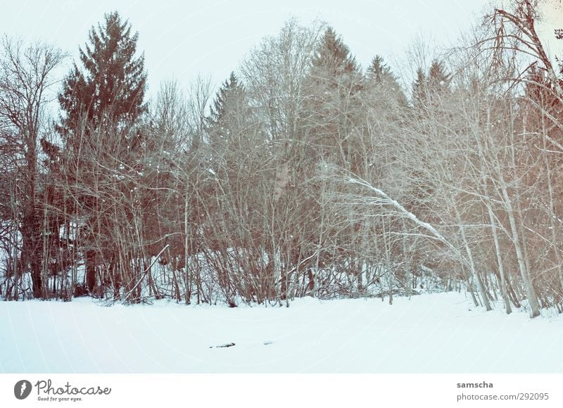 Winterwald Landwirtschaft Forstwirtschaft Umwelt Natur Landschaft Pflanze Schnee Baum Wald dunkel kalt natürlich wild Waldrand Waldsterben Winterstimmung