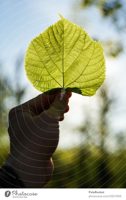 #S# Green II Umwelt Natur Pflanze Klima Klimawandel ästhetisch Blatt Blattgrün Blattadern Blattfaser Buche Baum stoppen Umweltschutz Hilfsbereitschaft Leben