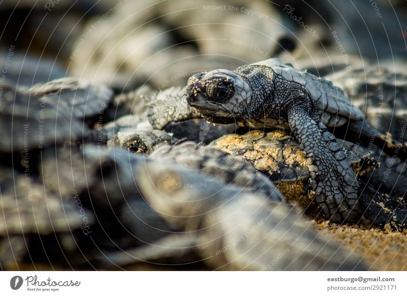 Kleine Meeresschildkröten kämpfen nach dem Schlupf in Mexiko ums Überleben. Strand Baby Natur Tier Sand klein wild chaotisch Tiere Tiere Reptilien baja