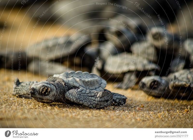 Kleine Meeresschildkröten kämpfen nach dem Schlupf in Mexiko ums Überleben. Strand Baby Natur Tier Sand klein wild chaotisch Tiere Tiere Reptilien baja