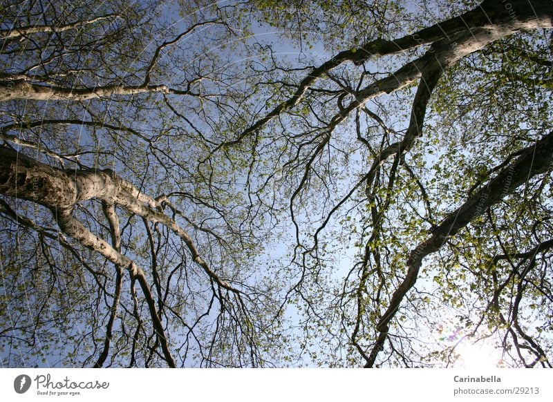 Baum II Baumkrone Holz Baumstamm Ast Himmel