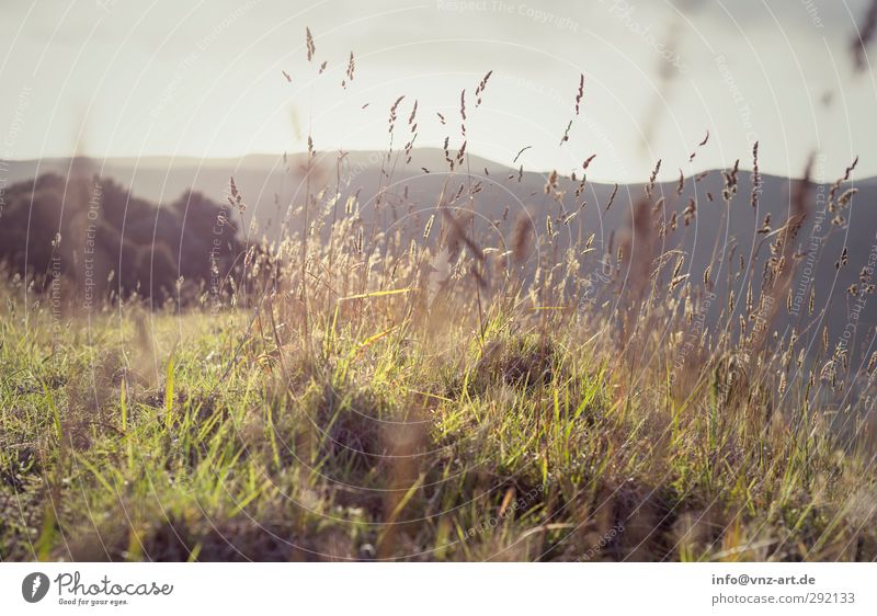 Sunset Umwelt Natur Landschaft Pflanze Tier Erde Sonne Sonnenaufgang Sonnenuntergang Sonnenlicht Klima Wetter Schönes Wetter Gras Sträucher Hügel