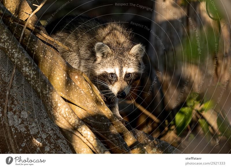 Junger molliger Waschbär Procyon lotorische Jagd auf Nahrung Natur Tier Baum Wildtier Tiergesicht 1 niedlich grau schwarz Nordwaschbär schwarze Maske wach