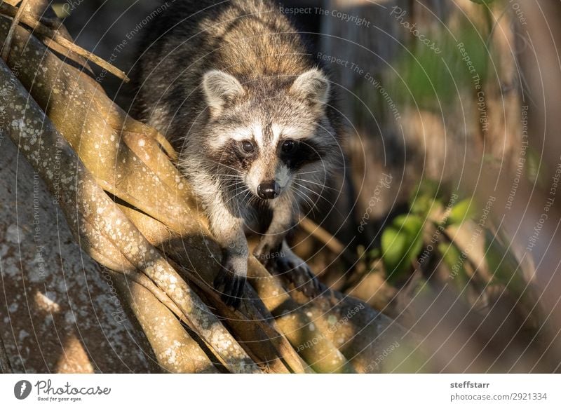 Junger molliger Waschbär Procyon lotorische Jagd auf Nahrung Natur Tier Baum Wildtier Tiergesicht 1 niedlich grau schwarz Nordwaschbär schwarze Maske wach