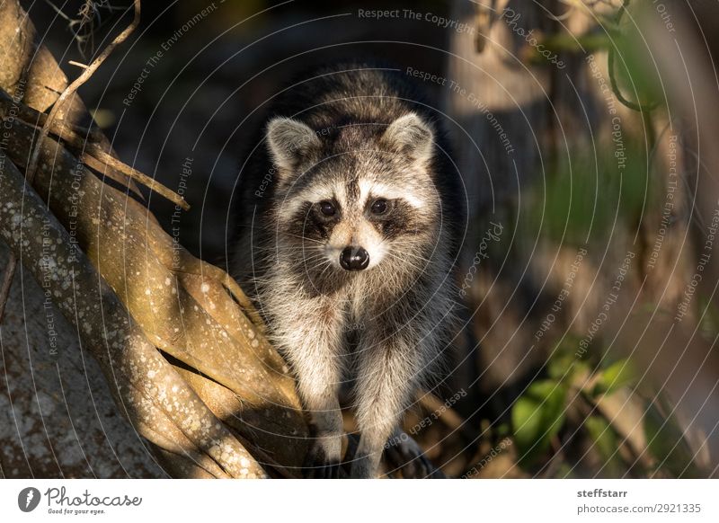 Junger molliger Waschbär Procyon lotorische Jagd auf Nahrung Natur Tier Baum Wildtier Tiergesicht 1 krabbeln niedlich grau schwarz Nordwaschbär schwarze Maske