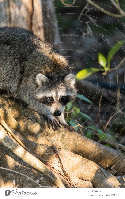 Junger molliger Waschbär Procyon lotorische Jagd auf Nahrung Natur Tier Baum Wildtier Tiergesicht 1 niedlich grau schwarz Nordwaschbär schwarze Maske wach