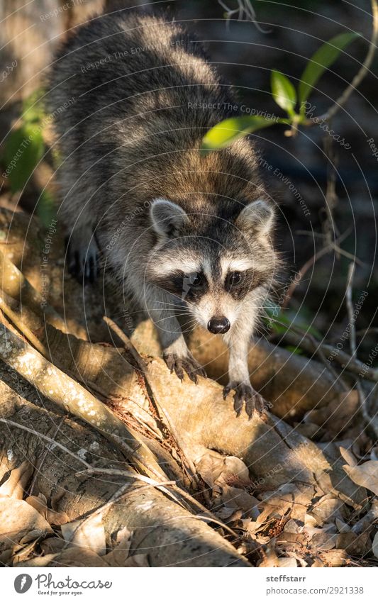 Junger molliger Waschbär Procyon lotorische Jagd auf Nahrung Natur Tier Wildtier 1 niedlich braun grau Völlerei Nordwaschbär schwarze Maske wach laufen Tierwelt