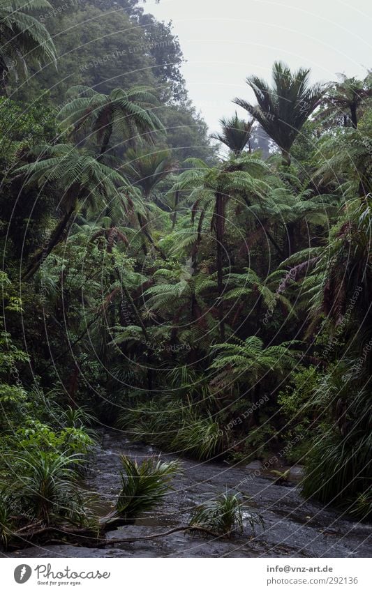 Waldig Umwelt Natur Landschaft Pflanze Tier Urelemente Erde Luft Wasser Wassertropfen Himmel Wolkenloser Himmel Klima Wetter schlechtes Wetter Regen Baum Blume