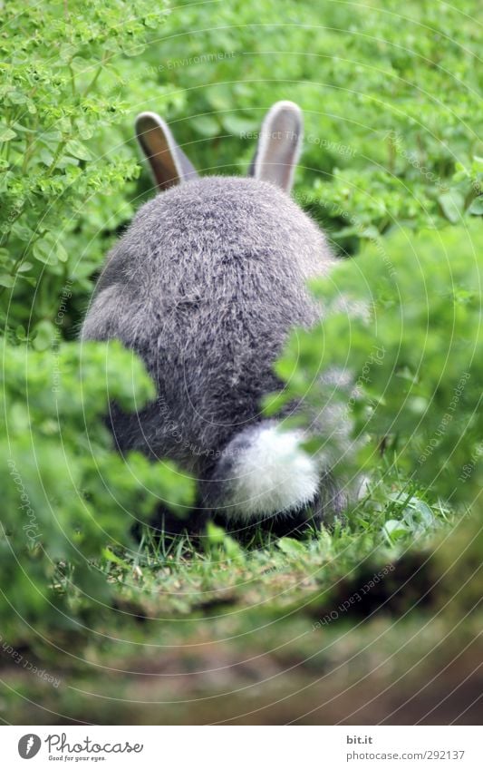 Bodo baggert noch... Garten Feste & Feiern Umwelt Pflanze Wiese Feld Tier Haustier Wildtier Fell 1 Fressen frisch kuschlig niedlich weich Glück Hase & Kaninchen