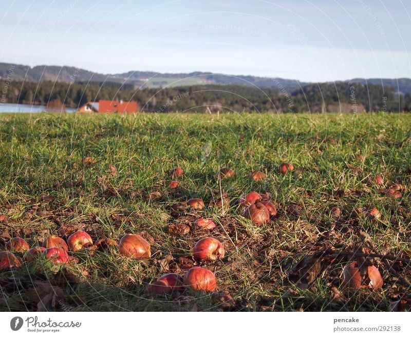 aufgetau[ch]t Umwelt Natur Landschaft Frühling Klima Klimawandel Baum Gras Nutzpflanze Berge u. Gebirge Allgäu Seeufer Weide Fröhlichkeit Zufriedenheit