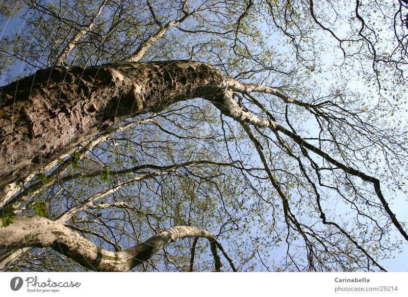 Baum I Baumkrone Holz Baumstamm Ast Himmel