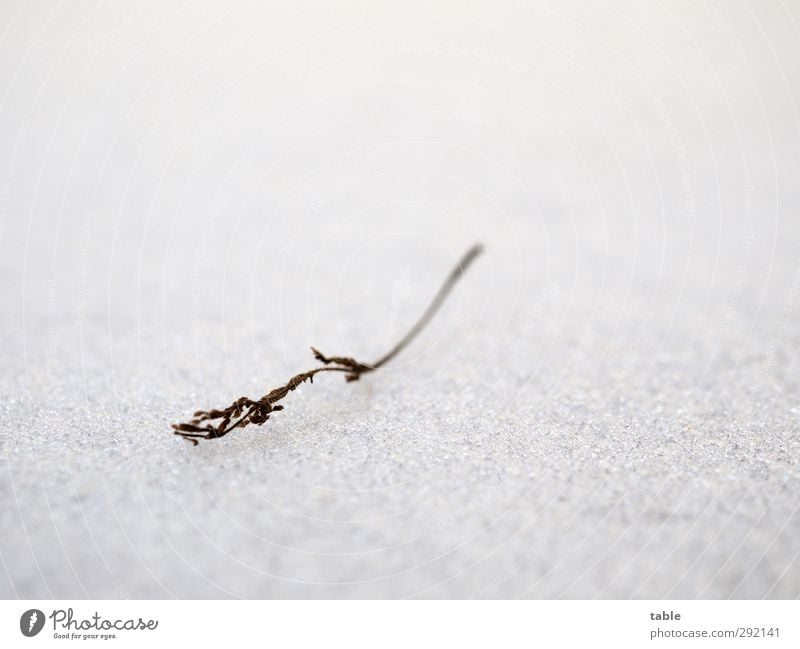 vergänglich... Umwelt Natur Pflanze Winter Eis Frost Schnee Blume Sträucher Blüte Grünpflanze Wildpflanze Topfpflanze frieren liegen dehydrieren alt kalt klein