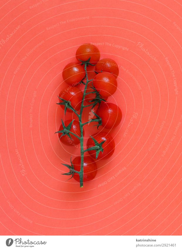 Kirschtomaten auf korallenrotem Hintergrund Gemüse Vegetarische Ernährung Diät frisch hell oben Zutaten roh minimalistisch Entwurf leer Lebensmittel Gesundheit