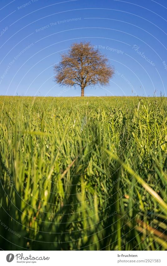 Einzelner Baum auf einer Weide Ferien & Urlaub & Reisen Ausflug Himmel Frühling Schönes Wetter Pflanze Wiese Feld frisch positiv grün einzeln 1 Obstbaum