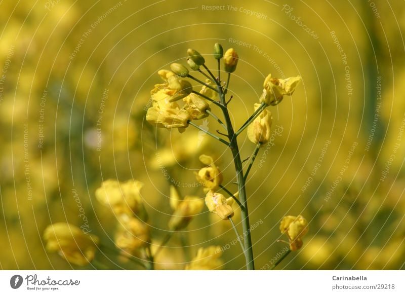 Raps Pflanze Blüte Rapsblüte Rapsfeld gelb Blühend