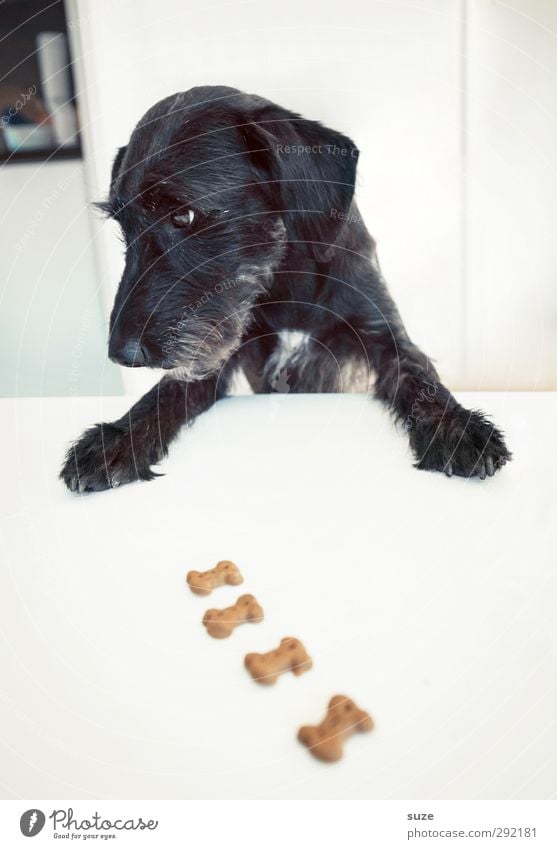 Mama? ... Papa sagt ich darf! Tisch Tier Fell Haustier Hund Tiergesicht Pfote 1 außergewöhnlich Fröhlichkeit lustig Neugier niedlich schwarz weiß