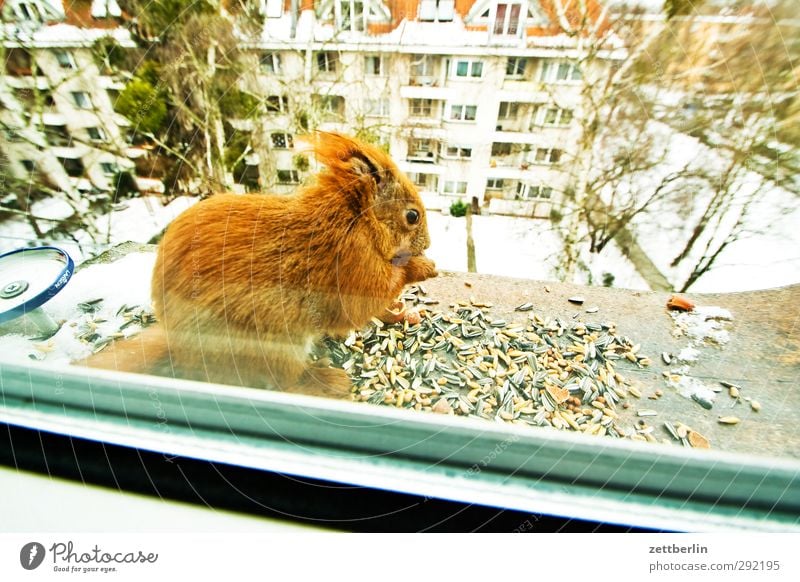 Sciurus vulgaris Stadt Stadtrand Haus Fenster Tier Wildtier 1 Essen füttern kuschlig Neugier niedlich Zufriedenheit Gastfreundschaft Solidarität