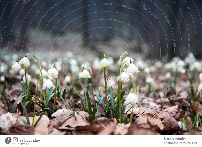 Januar ist durch.... Leben harmonisch Sinnesorgane Erholung ruhig Meditation Duft Natur Landschaft Pflanze Frühling Blume Wald Blühend leuchten Wachstum