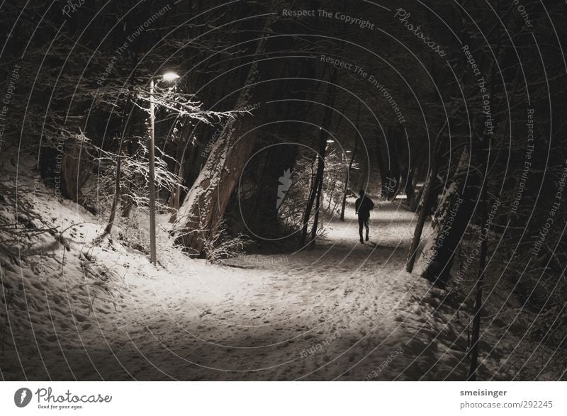 Jogger im Schnee bei Nacht Sport Fitness Sport-Training Joggen Mensch 1 Winter Baum Park laufen sportlich authentisch dunkel frei kalt weiß Entschlossenheit