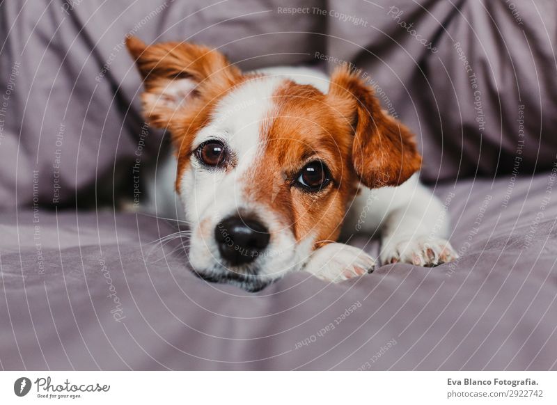 süßer kleiner Hund, der auf dem Bett liegt und sich gelangweilt oder müde fühlt. Glück schön Gesicht Winter Haus Tier Herbst Haustier 1 schlafen warten niedlich