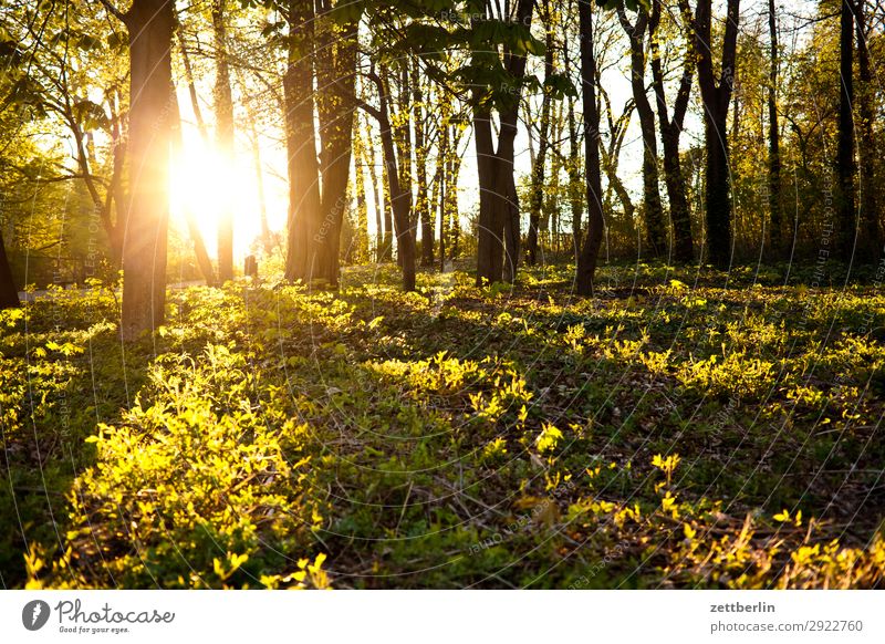 Sonnenuntergang am Insulaner Park Gegenlicht Ast Baum Blatt Erholung Ferien & Urlaub & Reisen Gras Himmel Himmel (Jenseits) Hintergrundbild Licht Menschenleer