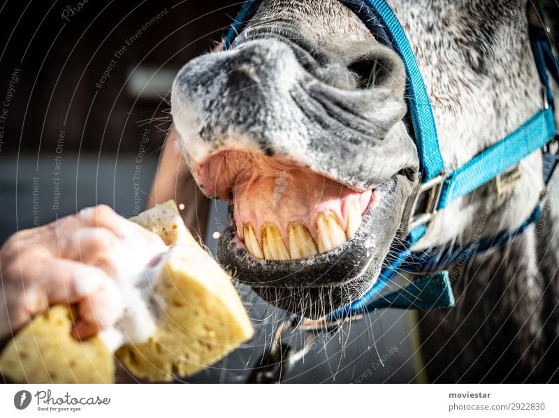 Zahnpflege Tier Pferd Tiergesicht 1 lustig blau gelb grau weiß Farbfoto Nahaufnahme Menschenleer Textfreiraum links Textfreiraum unten Tag