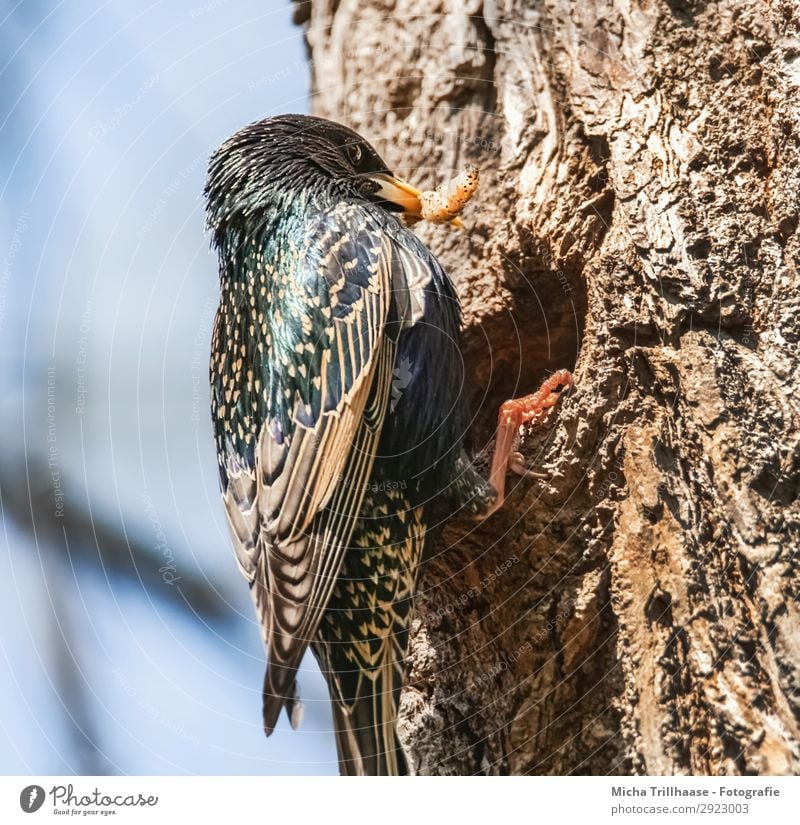 Star bringt Futter ans Nest Natur Tier Himmel Sonnenlicht Schönes Wetter Baum Wildtier Vogel Wurm Tiergesicht Flügel Krallen Feder gefiedert Schnabel 1 fangen