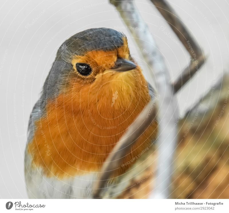 Rotkehlchen Porträt Natur Tier Sonnenlicht Schönes Wetter Baum Zweige u. Äste Wildtier Vogel Tiergesicht Flügel Auge Schnabel Feder gefiedert 1 beobachten