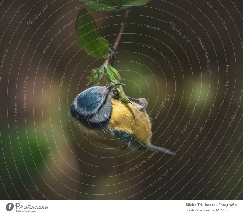 Blaumeise hängt an einem Zweig Natur Tier Sonnenlicht Schönes Wetter Baum Blatt Zweige u. Äste Wildtier Vogel Tiergesicht Flügel Krallen Meisen Schnabel Feder