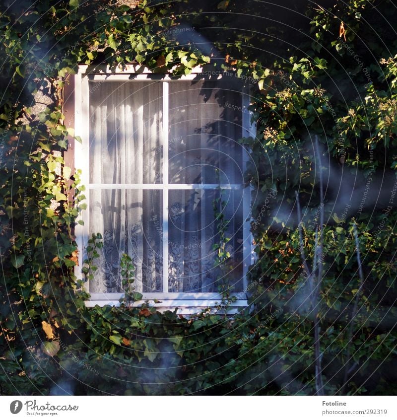 Alte Häuser | Zimmer mit Aussicht... Umwelt Natur Pflanze Schönes Wetter Efeu Blatt Haus Einfamilienhaus Fenster hell natürlich Wilder Wein bewachsen