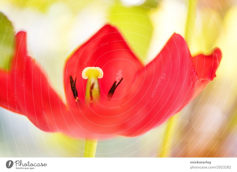 red summer flower elegant Leben Zufriedenheit Sinnesorgane Umwelt Natur Pflanze Frühling Sommer Schönes Wetter Blatt Blüte genießen träumen weich gelb grün rot