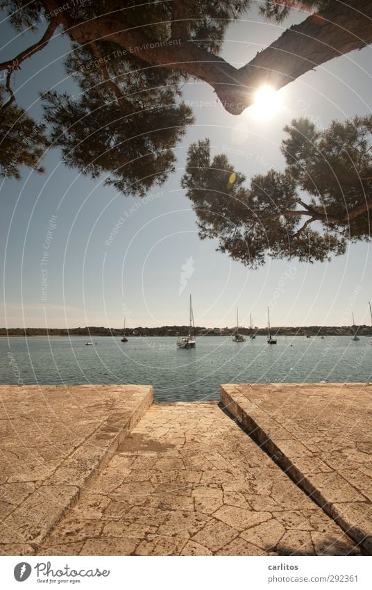 Noch 8 Wochen bis zur Sommerzeit Luft Wasser Himmel Schönes Wetter Wärme Baum Kleinstadt Schwimmen & Baden Hafen Anlegestelle Segelboot Jacht Reichtum Meer