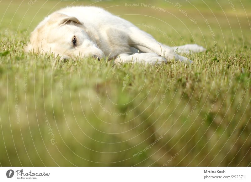 schlaf. Umwelt Natur Landschaft Pflanze Tier Urelemente Erde Frühling Sommer Herbst Schönes Wetter Gras Grünpflanze Garten Park Wiese Feld Haustier Hund 1