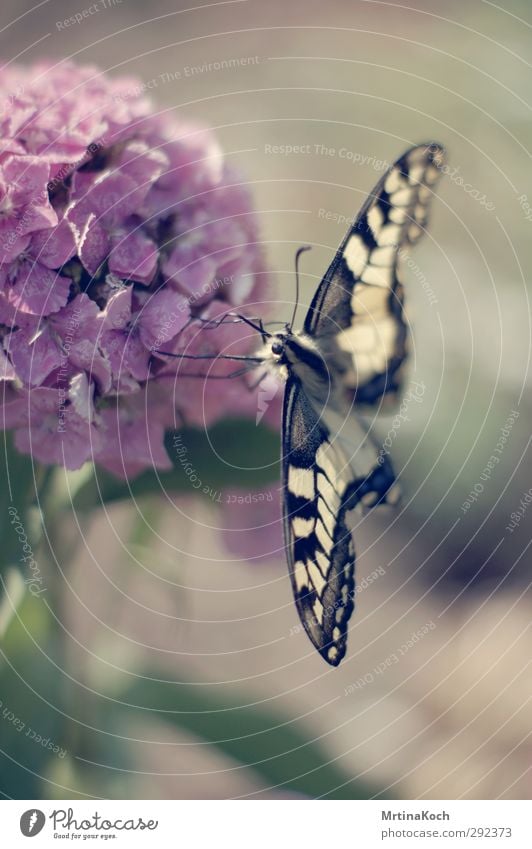 schmetterling. Umwelt Natur Pflanze Tier Frühling Sommer Schönes Wetter Sträucher Blüte Garten Wildtier Schmetterling 1 schön Insekt Schwalbenschwanz gelb