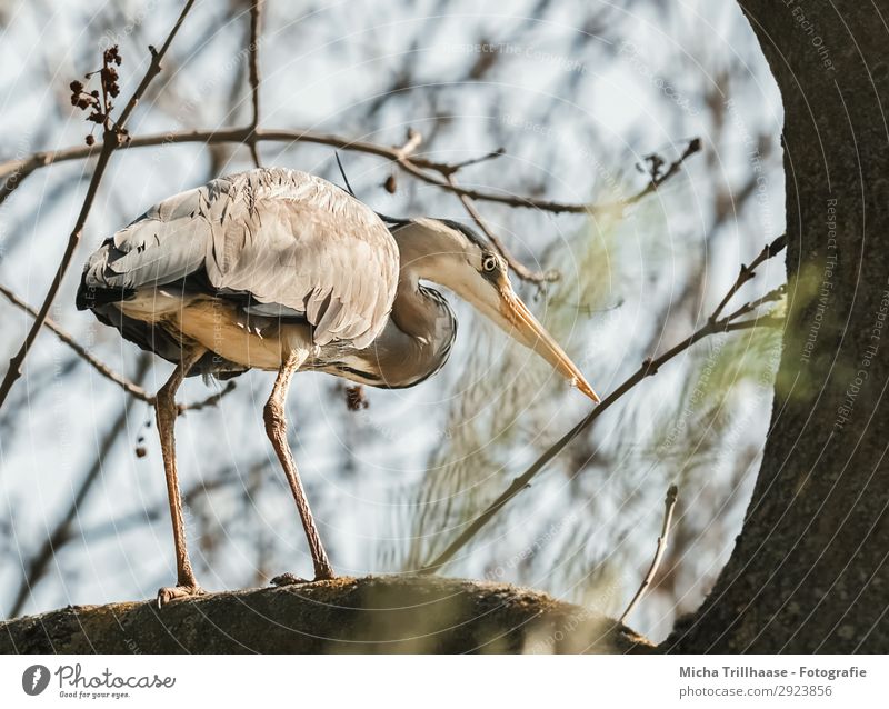 Reiher im Baum Natur Tier Himmel Sonnenlicht Schönes Wetter Zweige u. Äste Wildtier Vogel Tiergesicht Flügel Krallen Graureiher Schnabel Feder gefiedert Beine