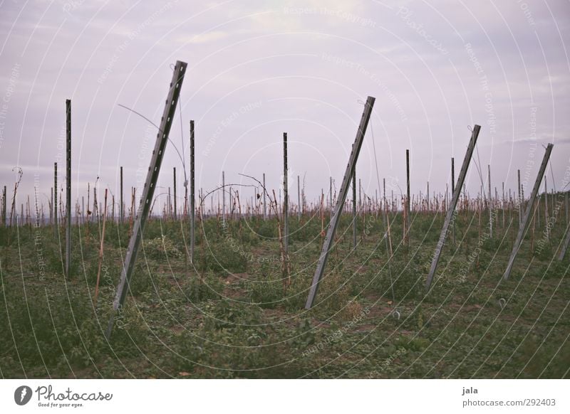 weinberg Umwelt Natur Landschaft Pflanze Himmel Gras Grünpflanze Nutzpflanze Feld Hügel natürlich trist Farbfoto Außenaufnahme Menschenleer Textfreiraum oben