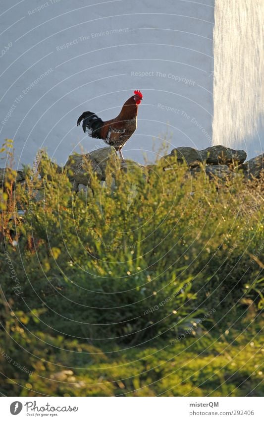 Le coq est mort. Kunst ästhetisch Hahn Hahnenkamm Bauernhof Mauer Portugal Freilandhaltung 1 Stall Farbfoto Gedeckte Farben Außenaufnahme Detailaufnahme