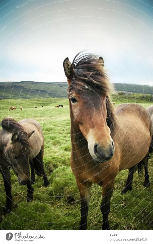 Freund Natur Landschaft Tier Himmel Wolken Schönes Wetter Wind Wiese Nutztier Wildtier Pferd Tiergesicht 2 stehen warten ästhetisch Freundlichkeit natürlich