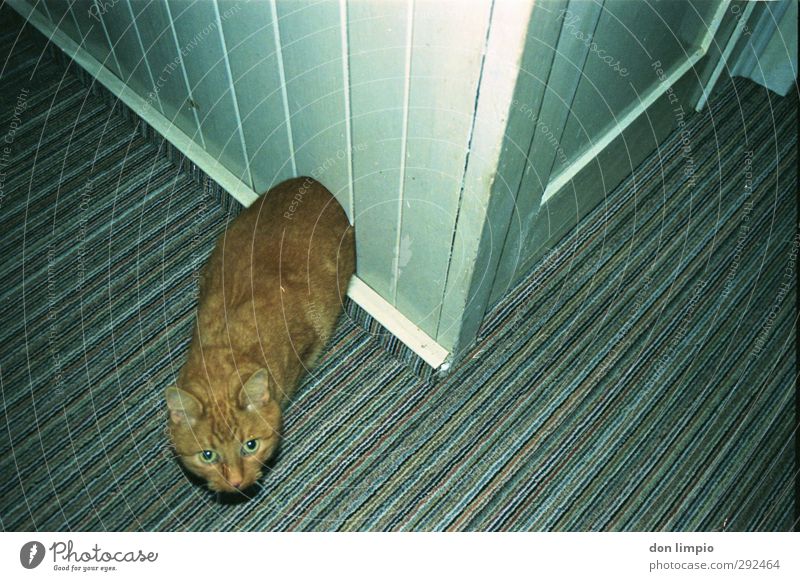 durch die wand Raum Haustier Katze 1 Tier entdecken Blick außergewöhnlich eckig Surrealismus Trennung Irritation analog Fellfarbe Farbfoto Innenaufnahme